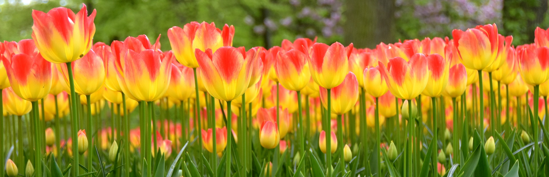Festa dei Tulipani nei Paesi Bassi “Super Promo”