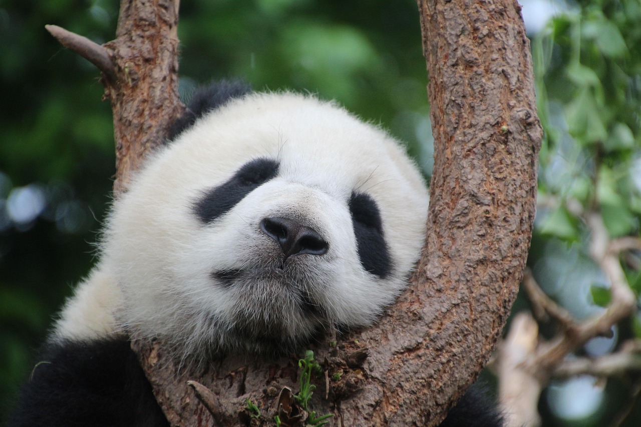 Cina – Dalla storia millenaria ai Panda di Chengdu