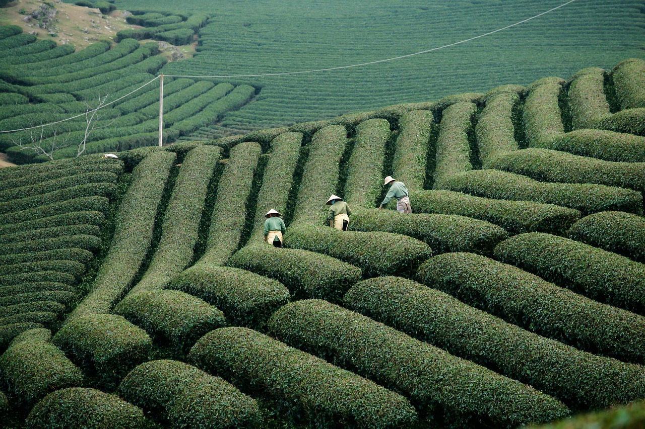 Vietnam – Tour 2026